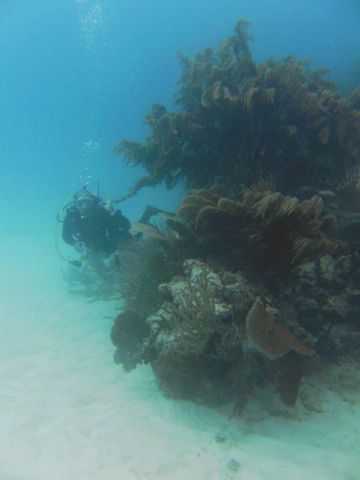 La Playita Sitio de Buceo Las Galeras Samaná